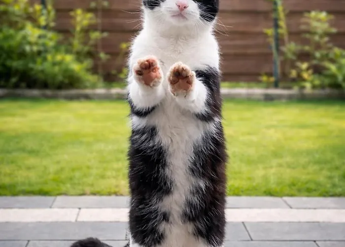 Дом отдыха Pod Swierkami Бошково